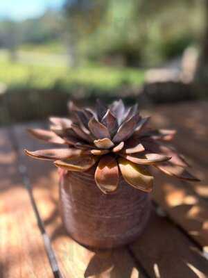 Restaurante Beni Aixir, Es Racó D´artà