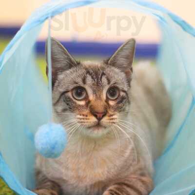 Catfé Coffee & Cats