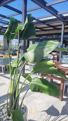 Legendary Restaurant