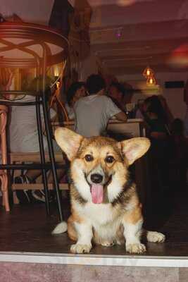 Corgi Cafe