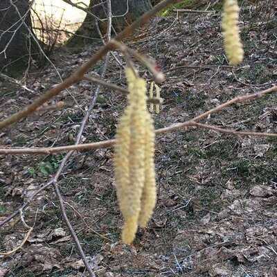 Pitkäkosken Ulkoilumaja