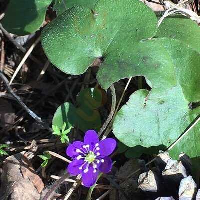 Pitkäkosken Ulkoilumaja