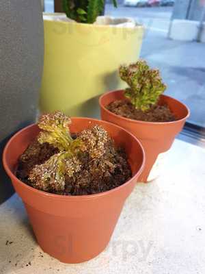 Chalupa Food Machete