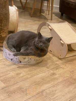 Le Comptoir Des Chats