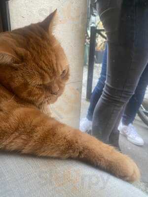Le Comptoir Des Chats