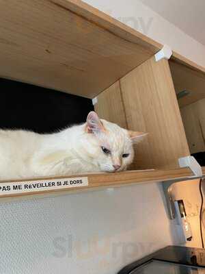 Le Comptoir Des Chats