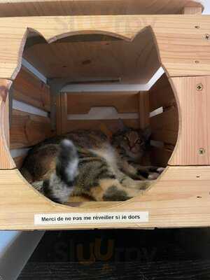 Le Comptoir Des Chats