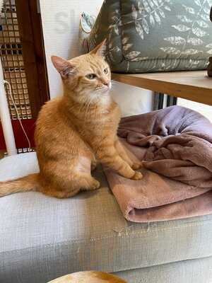 Le Comptoir Des Chats