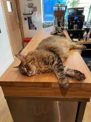 Le Comptoir Des Chats