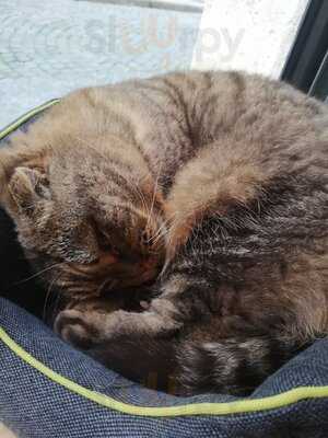 Le Comptoir Des Chats