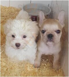 Le Royaume Des Animaux