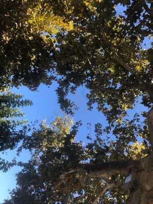 Café Snack Bar De L'europe Saint-florent 