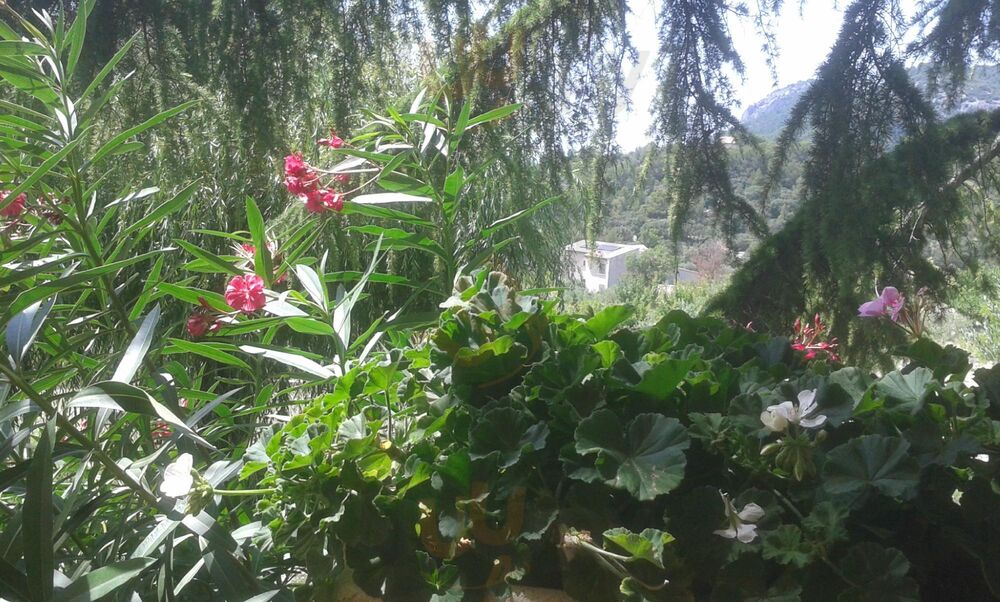 Les Geraniums