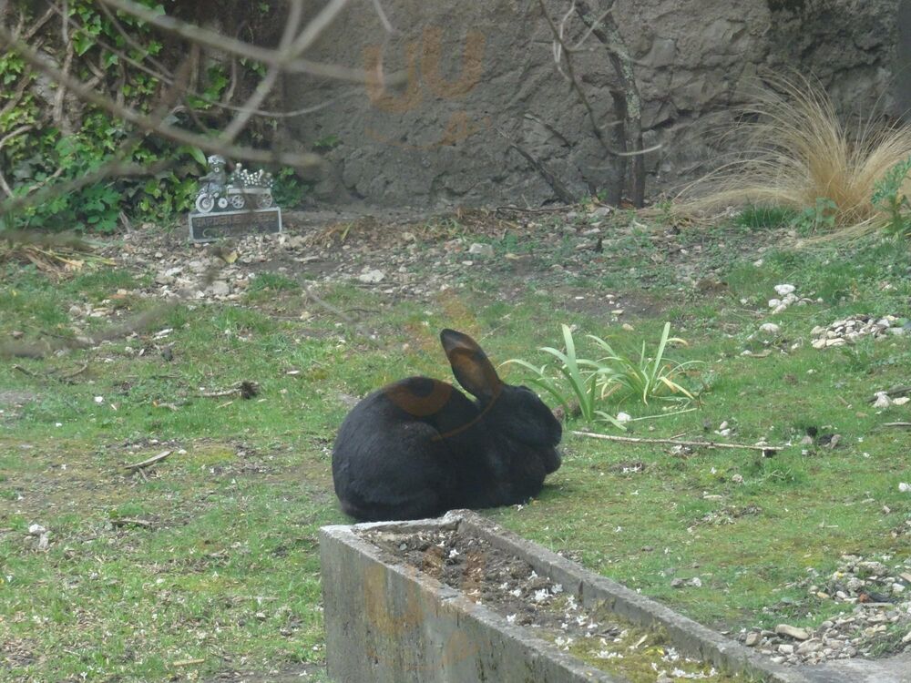 L'arlequin