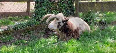 Ferme Animaliere De Bellevue