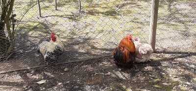 Ferme Animaliere De Bellevue