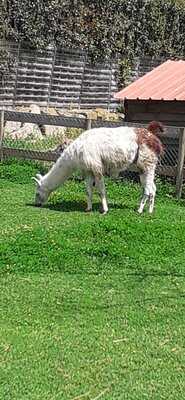 Ferme Animaliere De Bellevue