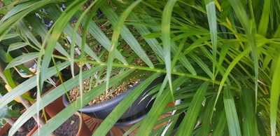 Cafe Habanos Brasserie