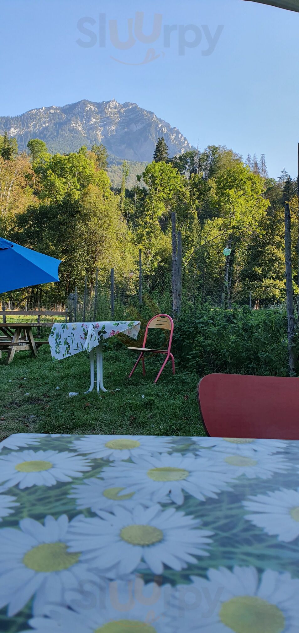 Capucine à La Ferme