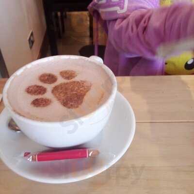 Jackson's Rescue Cat Cafe