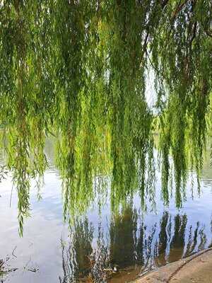 East Park Fish Restaurant