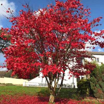 Manor Parc Restaurant