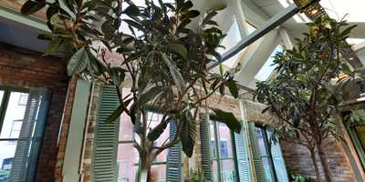 Coco Tang Asian Cafe