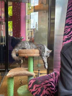 Kitty Cafe