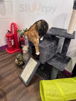 Kitty Cafe