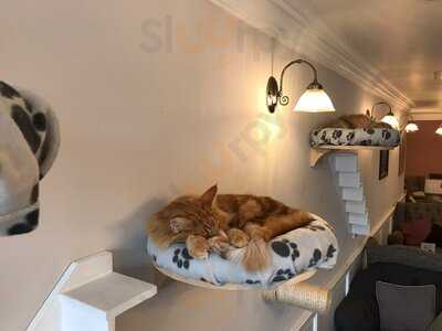 Cat Cafe Liverpool