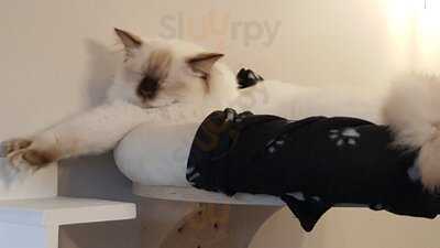Cat Cafe Liverpool