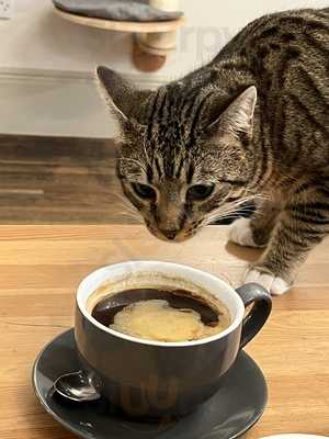 Cat Cafe Liverpool