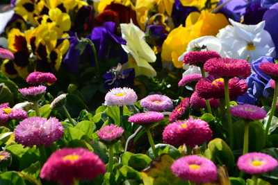 Jacksdale Garden Centre