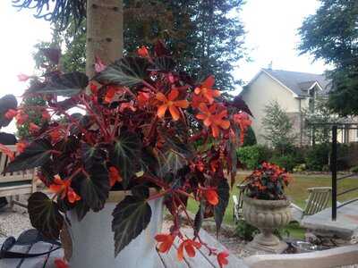 Restaurant At Clare House