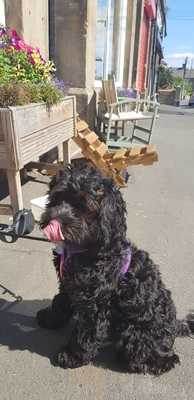 Lisa's Little Tea Room