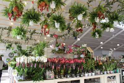 East Bridgford Greenhouse Kitchen