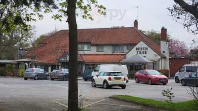 The Beech Tree