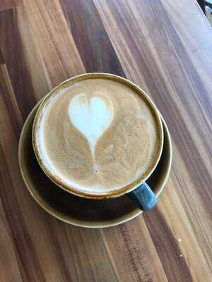 Brighton Coffee Tree Uk