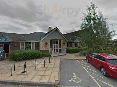 Harvester Oyster Catcher