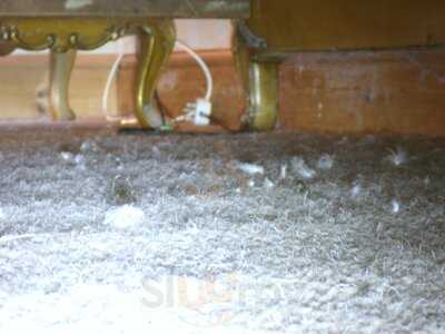 Narborough Hall Gardens