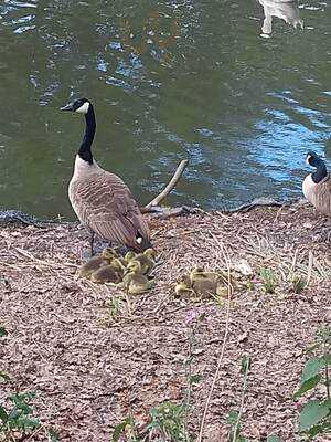 The Pavilion Cafe, Cannon Hall Park