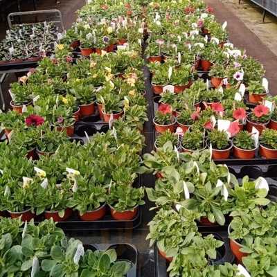 Goslings Farm Garden Cafe