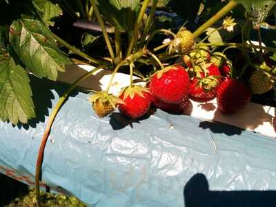 Goslings Farm Garden Cafe