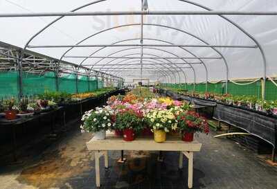 Goslings Farm Garden Cafe