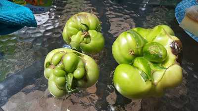 The Blacksmiths Arms