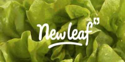 New Leaf