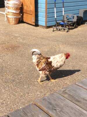 White House Farm Cafe