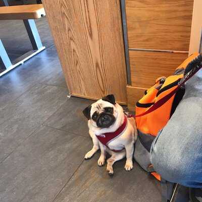 The Anchor Fish & Chips