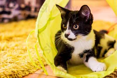 Stray Cat Cafe Gallery