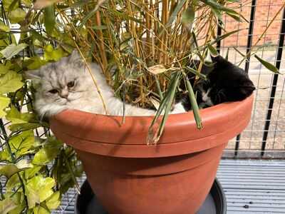 Stray Cat Cafe Gallery